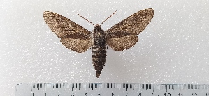  (Sphinx maurorum - CLV49531)  @11 [ ] CreativeCommons  Attribution Non-Commercial Share-Alike (2025) Carlos Lopez Vaamonde Institut National de la Recherche Agronomique, Zoologie Forestiere