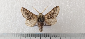  (Apocheima hispoidaria - CLV49550)  @11 [ ] CreativeCommons  Attribution Non-Commercial Share-Alike (2025) Carlos Lopez Vaamonde Institut National de la Recherche Agronomique, Zoologie Forestiere