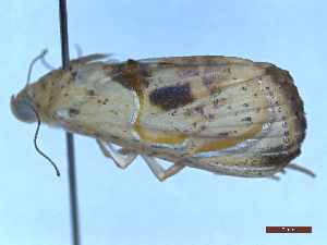  ( - CLV49567)  @11 [ ] CreativeCommons  Attribution Non-Commercial Share-Alike (2025) Carlos Lopez Vaamonde Institut National de la Recherche Agronomique, Zoologie Forestiere