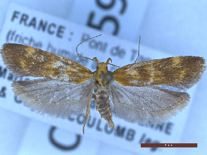  ( - CLV49597)  @11 [ ] CreativeCommons  Attribution Non-Commercial Share-Alike (2025) Carlos Lopez Vaamonde Institut National de la Recherche Agronomique, Zoologie Forestiere