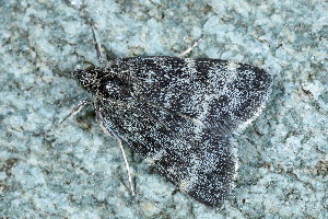  ( - CLV49676)  @11 [ ] CreativeCommons  Attribution Non-Commercial Share-Alike (2024) Carlos Lopez Vaamonde Institut National de la Recherche Agronomique, Zoologie Forestiere