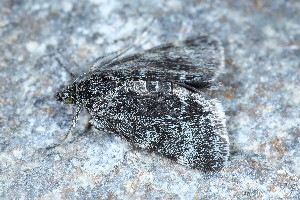  ( - CLV49677)  @11 [ ] CreativeCommons  Attribution Non-Commercial Share-Alike (2024) Carlos Lopez Vaamonde Institut National de la Recherche Agronomique, Zoologie Forestiere