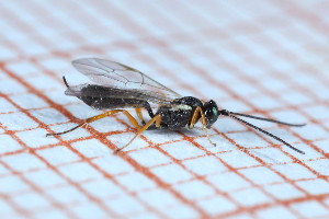  ( - CLV49714)  @11 [ ] CreativeCommons  Attribution Non-Commercial Share-Alike (2024) Carlos Lopez Vaamonde Institut National de la Recherche Agronomique, Zoologie Forestiere