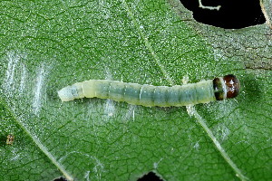  ( - CLV49714)  @11 [ ] CreativeCommons  Attribution Non-Commercial Share-Alike (2024) Carlos Lopez Vaamonde Institut National de la Recherche Agronomique, Zoologie Forestiere