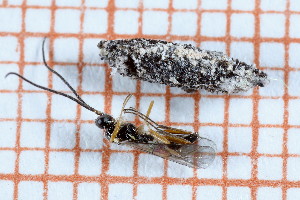  (Orthizema flavicorne - CLV49715)  @11 [ ] CreativeCommons  Attribution Non-Commercial Share-Alike (2024) Carlos Lopez Vaamonde Institut National de la Recherche Agronomique, Zoologie Forestiere