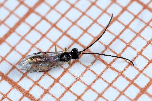  ( - CLV49715)  @11 [ ] CreativeCommons  Attribution Non-Commercial Share-Alike (2024) Carlos Lopez Vaamonde Institut National de la Recherche Agronomique, Zoologie Forestiere