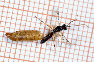  ( - CLV49719)  @11 [ ] CreativeCommons  Attribution Non-Commercial Share-Alike (2024) Carlos Lopez Vaamonde Institut National de la Recherche Agronomique, Zoologie Forestiere