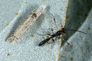  ( - CLV49728)  @11 [ ] CreativeCommons  Attribution Non-Commercial Share-Alike (2024) Carlos Lopez Vaamonde Institut National de la Recherche Agronomique, Zoologie Forestiere