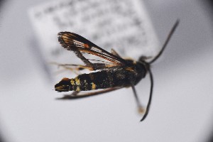  ( - CLV49770)  @11 [ ] CreativeCommons  Attribution Non-Commercial Share-Alike (2025) Carlos Lopez Vaamonde Institut National de la Recherche Agronomique, Zoologie Forestiere