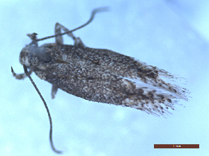  ( - CLV49783)  @11 [ ] CreativeCommons  Attribution Non-Commercial Share-Alike (2025) Carlos Lopez Vaamonde Institut National de la Recherche Agronomique, Zoologie Forestiere