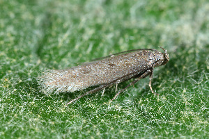  ( - CLV49783)  @11 [ ] CreativeCommons  Attribution Non-Commercial Share-Alike (2025) Carlos Lopez Vaamonde Institut National de la Recherche Agronomique, Zoologie Forestiere