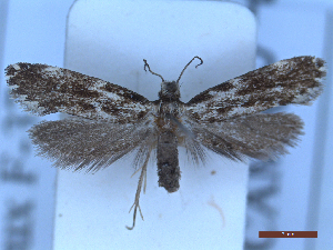  ( - CLV49794)  @11 [ ] CreativeCommons  Attribution Non-Commercial Share-Alike (2025) Carlos Lopez Vaamonde Institut National de la Recherche Agronomique, Zoologie Forestiere