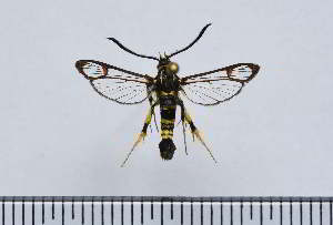  ( - CLV49803)  @11 [ ] CreativeCommons  Attribution Non-Commercial Share-Alike (2025) Carlos Lopez Vaamonde Institut National de la Recherche Agronomique, Zoologie Forestiere