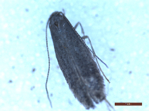  ( - CLV49904)  @11 [ ] CreativeCommons  Attribution Non-Commercial Share-Alike (2025) Carlos Lopez Vaamonde Institut National de la Recherche Agronomique, Zoologie Forestiere
