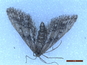  ( - CLV49930)  @11 [ ] CreativeCommons  Attribution Non-Commercial Share-Alike (2025) Carlos Lopez Vaamonde Institut National de la Recherche Agronomique, Zoologie Forestiere