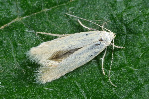  ( - CLV49944)  @11 [ ] CreativeCommons  Attribution Non-Commercial Share-Alike (2025) Carlos Lopez Vaamonde Institut National de la Recherche Agronomique, Zoologie Forestiere