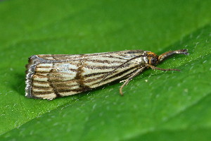  ( - CLV49952)  @11 [ ] CreativeCommons  Attribution Non-Commercial Share-Alike (2025) Carlos Lopez Vaamonde Institut National de la Recherche Agronomique, Zoologie Forestiere