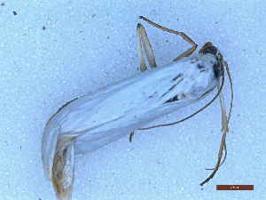  ( - CLV49970)  @11 [ ] CreativeCommons  Attribution Non-Commercial Share-Alike (2025) Carlos Lopez Vaamonde Institut National de la Recherche Agronomique, Zoologie Forestiere
