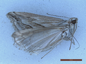 ( - CLV49976)  @11 [ ] CreativeCommons  Attribution Non-Commercial Share-Alike (2025) Carlos Lopez Vaamonde Institut National de la Recherche Agronomique, Zoologie Forestiere