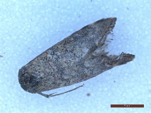  (Hyperlais siccalis - CLV49979)  @11 [ ] CreativeCommons  Attribution Non-Commercial Share-Alike (2025) Carlos Lopez Vaamonde Institut National de la Recherche Agronomique, Zoologie Forestiere