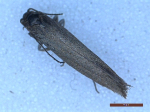  ( - CLV50106)  @11 [ ] CreativeCommons  Attribution Non-Commercial Share-Alike (2025) Carlos Lopez Vaamonde Institut National de la Recherche Agronomique, Zoologie Forestiere