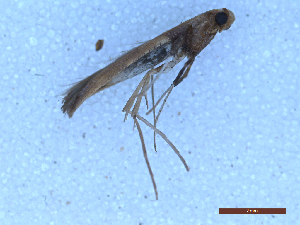  ( - CLV50113)  @11 [ ] CreativeCommons  Attribution Non-Commercial Share-Alike (2025) Carlos Lopez Vaamonde Institut National de la Recherche Agronomique, Zoologie Forestiere