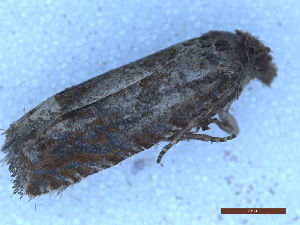  (Pellochrista - CLV50117)  @11 [ ] CreativeCommons  Attribution Non-Commercial Share-Alike (2025) Carlos Lopez Vaamonde Institut National de la Recherche Agronomique, Zoologie Forestiere