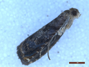  (Cydia suspectana - CLV50118)  @11 [ ] CreativeCommons  Attribution Non-Commercial Share-Alike (2025) Carlos Lopez Vaamonde Institut National de la Recherche Agronomique, Zoologie Forestiere