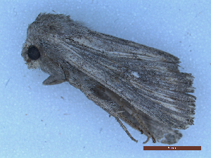  (Mythimna putrescens - CLV50130)  @11 [ ] CreativeCommons  Attribution Non-Commercial Share-Alike (2025) Carlos Lopez Vaamonde Institut National de la Recherche Agronomique, Zoologie Forestiere