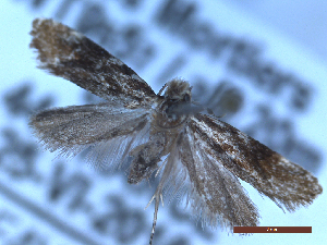  ( - CLV50192)  @11 [ ] CreativeCommons  Attribution Non-Commercial Share-Alike (2025) Carlos Lopez Vaamonde Institut National de la Recherche Agronomique, Zoologie Forestiere