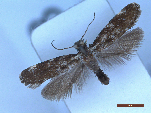  ( - CLV50213)  @11 [ ] CreativeCommons  Attribution Non-Commercial Share-Alike (2025) Carlos Lopez Vaamonde Institut National de la Recherche Agronomique, Zoologie Forestiere