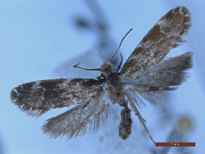  ( - CLV50217)  @11 [ ] CreativeCommons  Attribution Non-Commercial Share-Alike (2025) Carlos Lopez Vaamonde Institut National de la Recherche Agronomique, Zoologie Forestiere