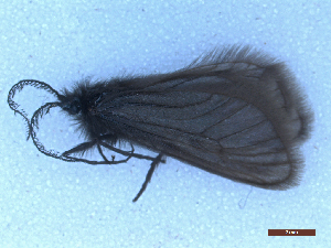  ( - CLV50265)  @11 [ ] CreativeCommons  Attribution Non-Commercial Share-Alike (2025) Carlos Lopez Vaamonde Institut National de la Recherche Agronomique, Zoologie Forestiere