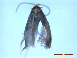  ( - CLV50287)  @11 [ ] CreativeCommons  Attribution Non-Commercial Share-Alike (2025) Carlos Lopez Vaamonde Institut National de la Recherche Agronomique, Zoologie Forestiere