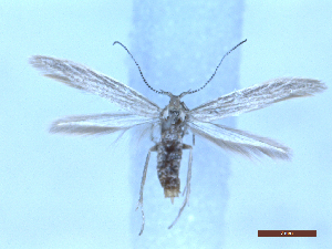  ( - CLV50302)  @11 [ ] CreativeCommons  Attribution Non-Commercial Share-Alike (2025) Carlos Lopez Vaamonde Institut National de la Recherche Agronomique, Zoologie Forestiere