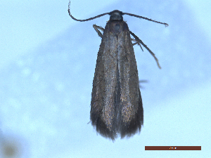  ( - CLV50305)  @11 [ ] CreativeCommons  Attribution Non-Commercial Share-Alike (2025) Carlos Lopez Vaamonde Institut National de la Recherche Agronomique, Zoologie Forestiere