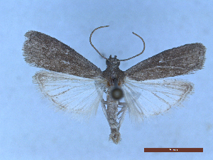  ( - CLV50347)  @11 [ ] CreativeCommons  Attribution Non-Commercial Share-Alike (2025) Carlos Lopez Vaamonde Institut National de la Recherche Agronomique, Zoologie Forestiere