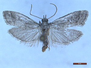  ( - CLV50363)  @11 [ ] CreativeCommons  Attribution Non-Commercial Share-Alike (2025) Carlos Lopez Vaamonde Institut National de la Recherche Agronomique, Zoologie Forestiere