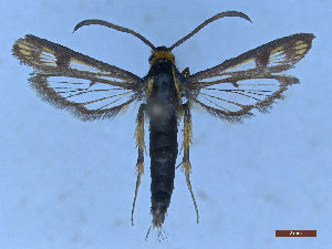  ( - CLV50371)  @11 [ ] CreativeCommons  Attribution Non-Commercial Share-Alike (2025) Carlos Lopez Vaamonde Institut National de la Recherche Agronomique, Zoologie Forestiere