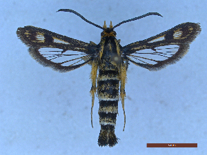  ( - CLV50372)  @11 [ ] CreativeCommons  Attribution Non-Commercial Share-Alike (2025) Carlos Lopez Vaamonde Institut National de la Recherche Agronomique, Zoologie Forestiere