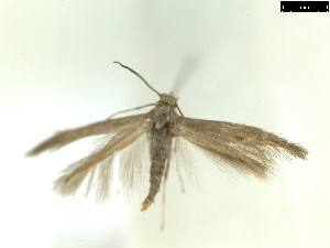  ( - CLV7996)  @11 [ ] CreativeCommons  Attribution Non-Commercial Share-Alike (2019) Carlos Lopez Vaamonde Institut National de la Recherche Agronomique, Zoologie Forestiere