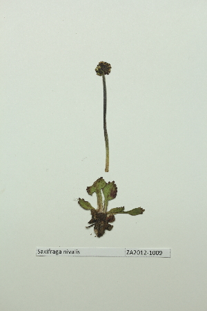  ( - ZA2012-1009)  @11 [ ] Copyright (2013) Tomas Roslin University of Helsinki