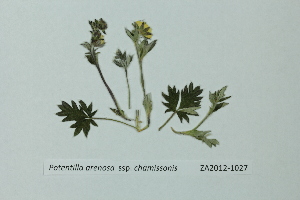  (Potentilla arenosa - ZA2012-1027)  @11 [ ] Copyright (2013) Tomas Roslin University of Helsinki