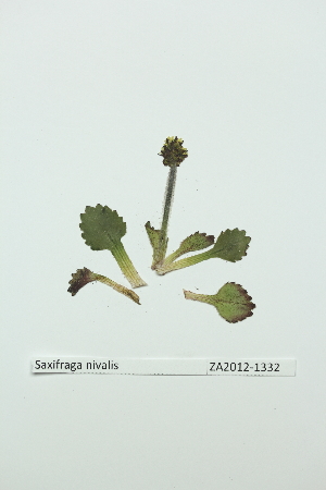  ( - ZA2012-1332)  @11 [ ] Copyright (2013) Tomas Roslin University of Helsinki