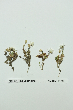  (Arenaria pseudofrigida - ZA2012-1930)  @11 [ ] Copyright (2013) Tomas Roslin University of Helsinki