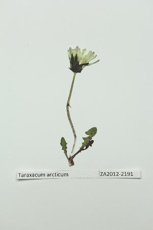  (Taraxacum arcticum - ZA2012-2191)  @11 [ ] Copyright (2013) Tomas Roslin University of Helsinki