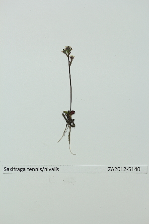  ( - ZA2012-5140)  @11 [ ] Copyright (2013) Tomas Roslin University of Helsinki