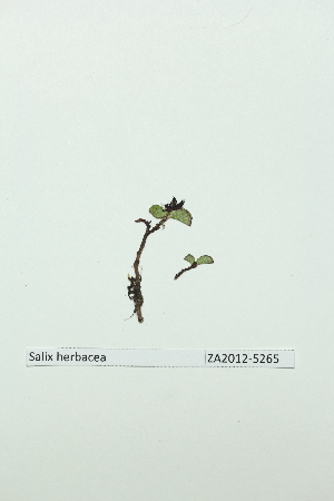  (Salix herbacea - ZA2012-5265)  @11 [ ] Copyright (2013) Tomas Roslin University of Helsinki