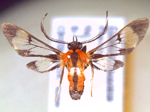  ( - IO-613)  @11 [ ] CreativeCommons - Attribution Non-Commercial (2018) Issei Ohshima Kyoto Prefectural University