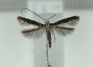  (Artifodina japonica - AK0130)  @13 [ ] Copyright (2011) Atsushi Kawakita Unspecified